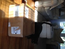 The box is here, Zeke is checking it out!